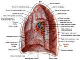 Anatomie:hart,longen,mediastinum,vagus,azygos,trachea,bronchus,vena cava,slokdarm,oesophagus,larynx,cor,diaphragma